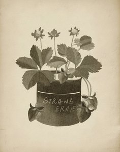 Ilustración vintage de una fresa de Josie George