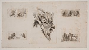 Caballos, vacas, gatos y una cabeza de cabra. Placa de prueba con cinco grabados