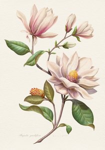 Flores de magnolia en tonos rosados de Juan Hernaz