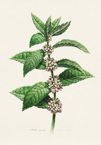 Menta en flor (nombre botánico) de Juan Hernaz