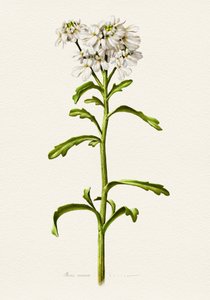 Candytuft blanco (descripción botánica) de Juan Hernaz