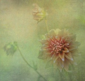  de Judy Tseng
