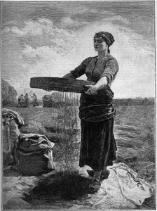 Cribadora de colza: del cuadro de Jules Breton. En “La Familia” de 1888 de Jules Breton
