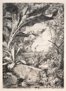 Plantas del invernadero, 1872 de Jules Ferdinand Jacquemart