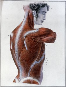 Músculos de la espalda de Jules Germain Cloquet