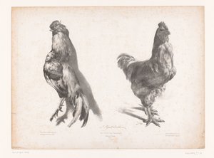Estudio de un pollo vivo y muerto Estudios con animales (título de la serie) Petites études d