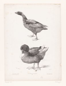 estudio de un ganso y un pato Estudios con animales (título de la serie) Petites études d