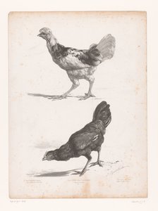 estudio de dos pollos Estudios con animales (título de la serie) Petites études d