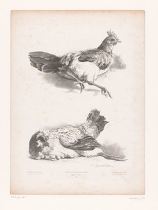 Estudio de dos gallinas ponedoras Estudios con animales (título de la serie) Petites études d