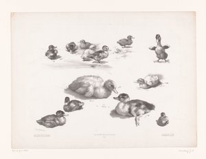 Estudios de patos y patitos. Estudios con animales (título de la serie) Petites études d