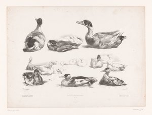 Estudios de grupos de patos recostados Estudios con animales (título de la serie) Petites études d