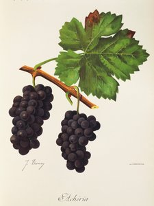 Uva Acheria por J. Troncy