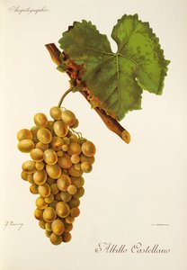 Uva Albillo Castellano de J. Troncy de Jules Troncy