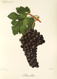 Uva de Alvarelhao por J. Troncy