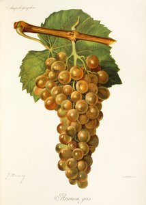 Uva Aramon Gris de J. Troncy de Jules Troncy