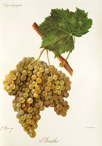 Uva Arintho de J. Troncy de Jules Troncy
