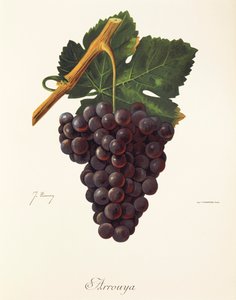 Uva Arrouya por J. Troncy de Jules Troncy