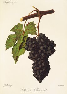 Uva Aspiran Bouschet de J. Troncy