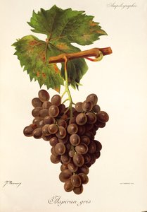Uva Aspiran Gris de J. Troncy de Jules Troncy