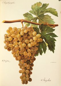 Uva Aspiran de J. Troncy de Jules Troncy