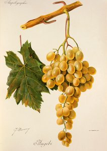 Uva Augibi de J. Troncy de Jules Troncy