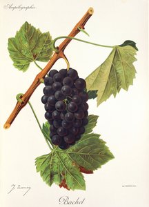 Uva Bachet de J. Troncy