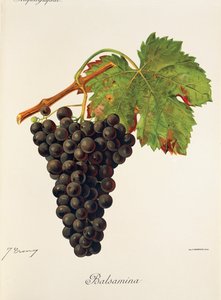 Uva balsamina de J. Troncy de Jules Troncy