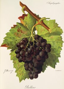 Uva Bellino por J. Troncy de Jules Troncy
