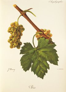 Uva Bia de J. Troncy de Jules Troncy