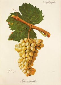 Uva Biancolella de J. Troncy