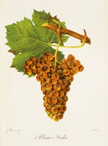 Uva Blanc Auba de J. Troncy de Jules Troncy