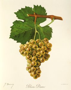 Uva Blanc Dame de J. Troncy