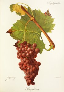 Uva Braghina de J. Troncy
