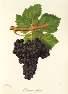 Uva Cabernet Franc por J. Troncy