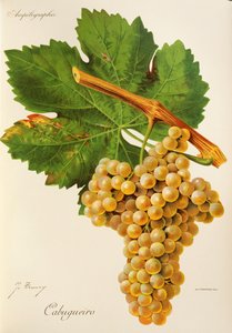 Uva Cabugueiro por J. Troncy de Jules Troncy