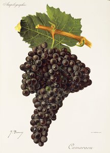 Uva Camaraou por J. Troncy de Jules Troncy