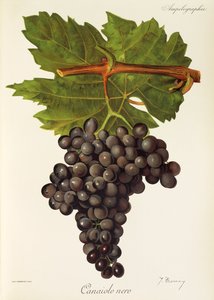 Uva Canaiolo Nero por J. Troncy de Jules Troncy