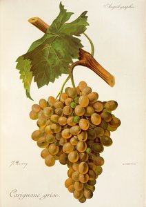 Uva Carignane Grise de J. Troncy de Jules Troncy