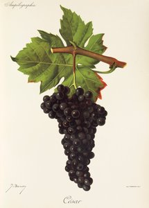 Uva Cesar por J. Troncy de Jules Troncy