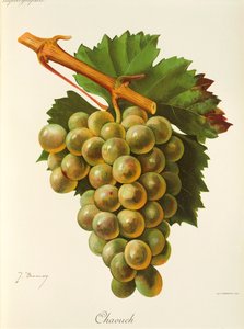 Uva Chaouch de J. Troncy de Jules Troncy