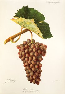 Uva Clairette Rose de J. Troncy de Jules Troncy