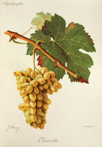 Uva Clairette por J. Troncy de Jules Troncy