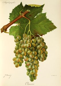 Uva Claverie de J. Troncy