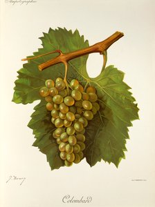 Uva Colombard por J. Troncy de Jules Troncy