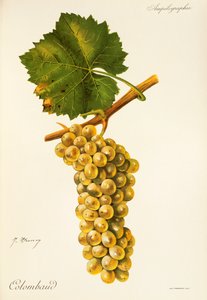 Uva Colombaud de J. Troncy de Jules Troncy