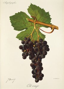 Uva Cot Rouge de J. Troncy