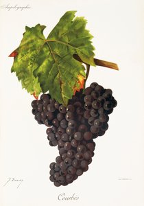 Uva Courbes de J. Troncy de Jules Troncy