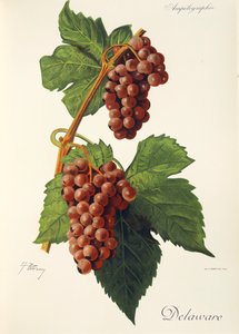 Uva de Delaware por J. Troncy de Jules Troncy