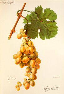 Uva Djendalli por J. Troncy de Jules Troncy