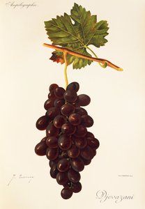 Uva Djovazani por J. Troncy